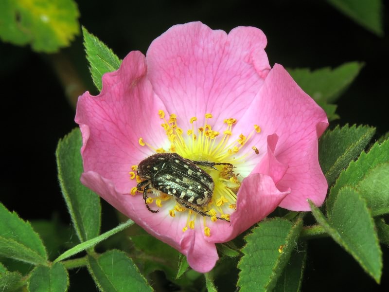 Oxythyrea funesta (Poda, 1761)